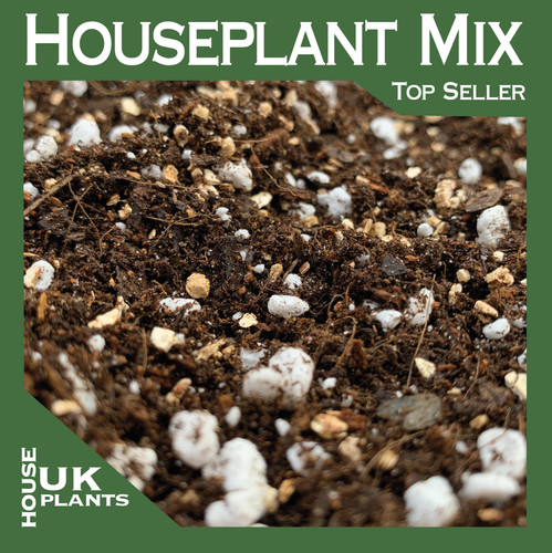 Multi purpose houseplant - multi-purpose,