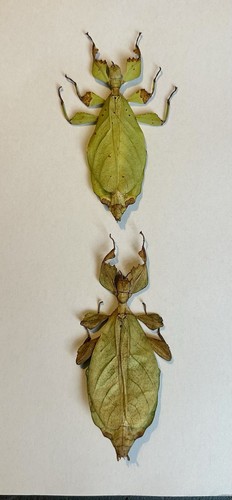Pulchriphyllium bioculatum 2 - bioculatum, x