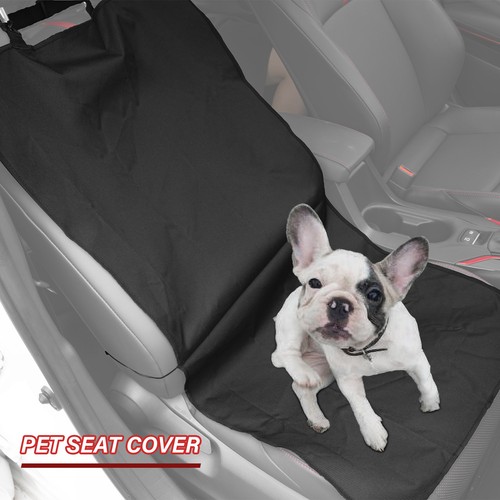 Pet dog front - front, car