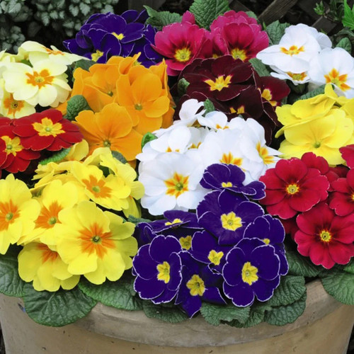 Polyanthus supernova mixed - polyanthus,