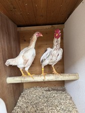 Ko Shamo Mixed Coloured 6 Pack