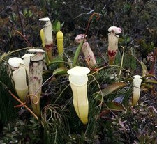 Nepenthes ALBA - Rare Plant