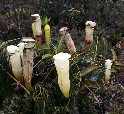 Nepenthes alba rare plant - nepenthes,