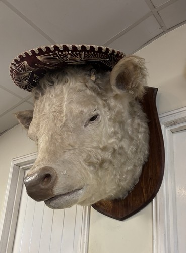 Monumental white charolais - white,