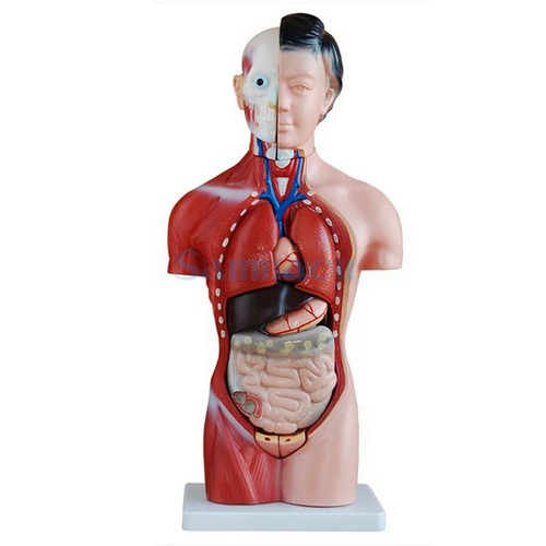 Human 42cm female torso - 42cm,