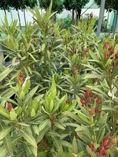 NERIUM OLEANDER EVERGREEN