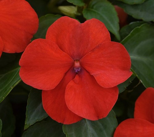 Impatiens walleriana dwarf - 50,