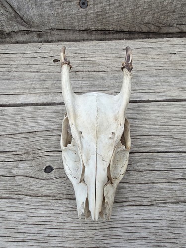 Muntjac deer skull - muntjac, taxidermy