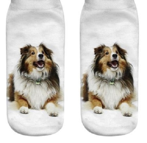 Shetland sheepdog cute dog - shetland,
