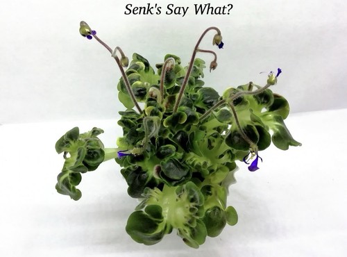 Rare african violet - african,