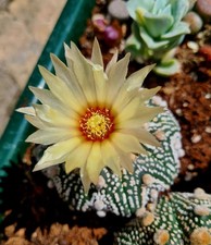 Astrophytum Asterias cv