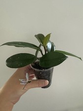 Hoya Carnosa Rooted Potted Plant Indoor House Plant