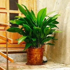 Aspidistra Elatior in  15 cm Pot 50cm Tall Cast Iron House Plant