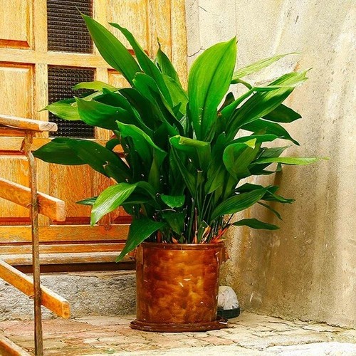 Aspidistra elatior 13 cm - elatior, in