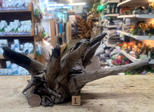 Small medium corbo root - corbo,
