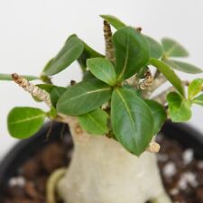 Adenium 'Ansu Baobab' - 1x