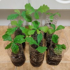 English Oak Tree Seedling