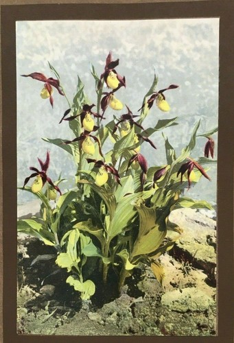 Cypripedium calceolus alpine - cypripedium,