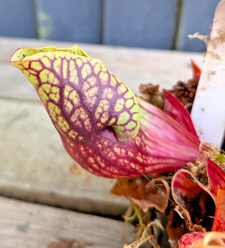 Sarracenia purpurea montana - , j
