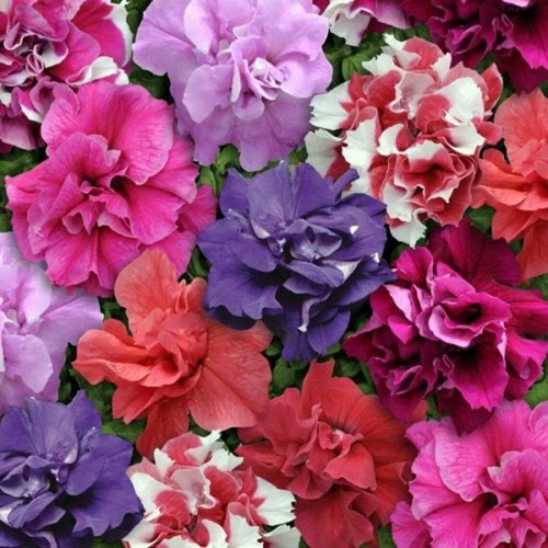 Double mix petunia seeds - double,