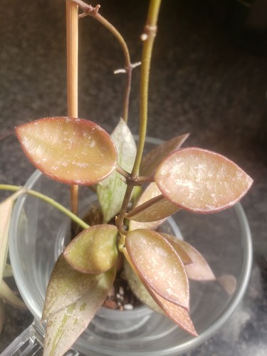 Hoya rosita silver splash - silver,