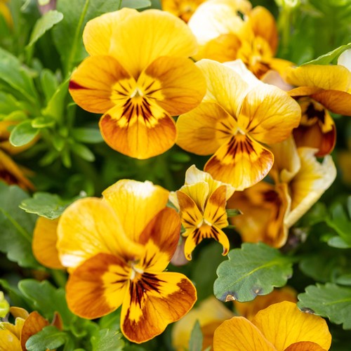 Viola honeybee golden yellow - viola,
