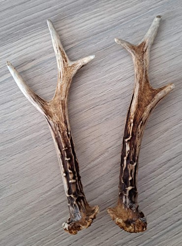 Roe deer antlers natural - deer, (