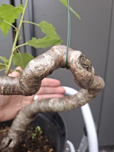 Part trained yamadori - trained, birch
