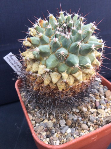 Mature mammillaria melacantha - mammillaria,