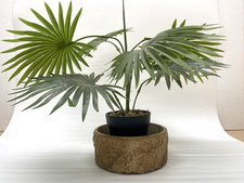 Vintage Hillstonia Moira