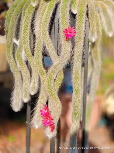 Monkey tail cluster cactus - tail,