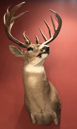 Trophy whitetail shoulder - trophy,
