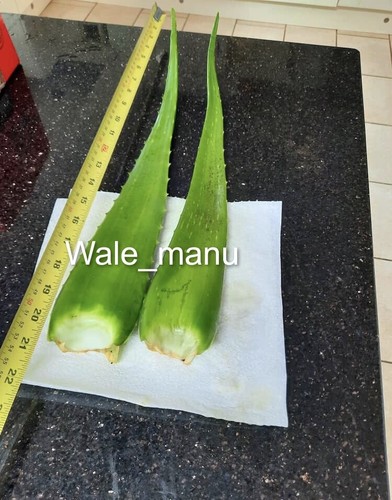 Aloe vera leaf - leaf,