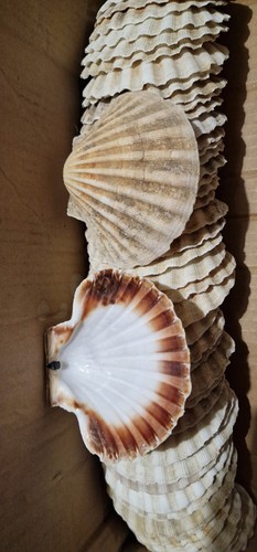Natural scallop shells - natural,