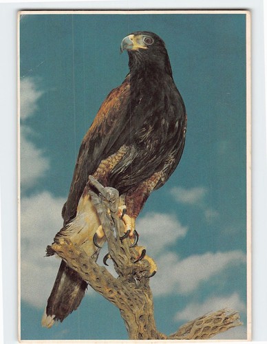 Postcard harris hawk southwest - postcard,