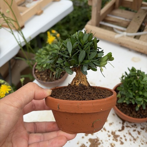Boxwood bonsai