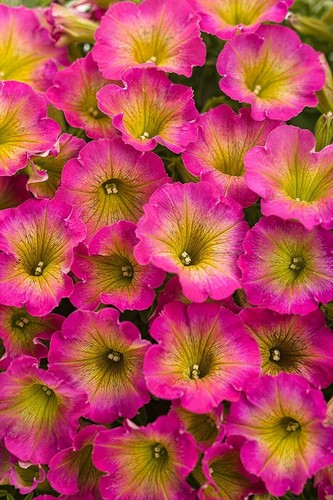 Yellow pink petunia seeds - 50,