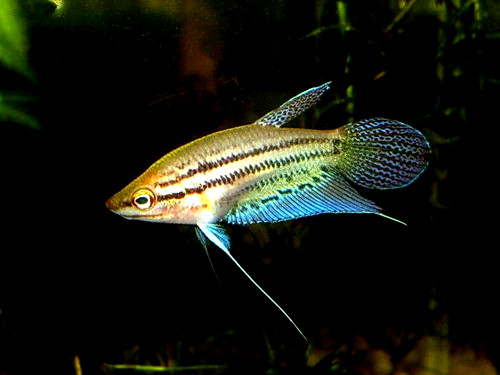 Croaking gourami trichopsis - 3, (trichopsis