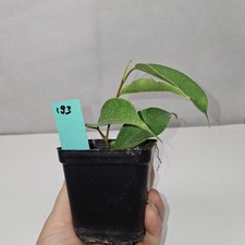 Ficus Benjamina Rooted Cutting Growing Plant Potted In nursery Pot