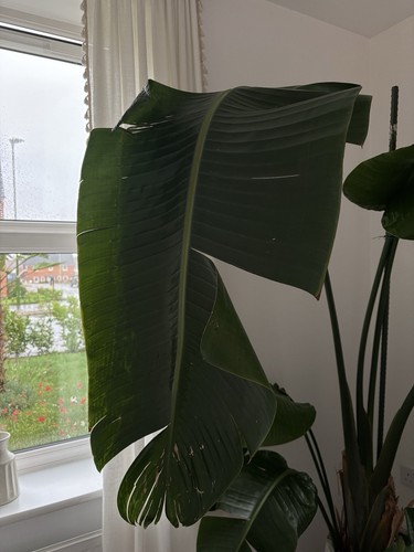 Huge bird paradise plant - huge, of