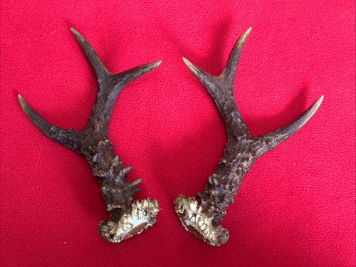 Pair roe deer antlers - roe,