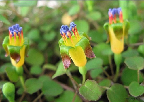Fuchsia procumbens 9cm - 9cm,