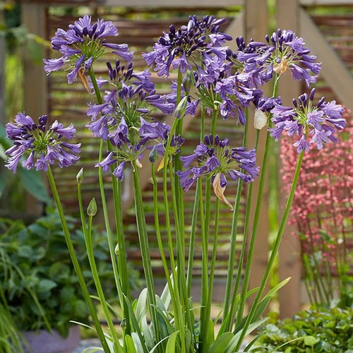 Agapanthus poppin purple - poppin,