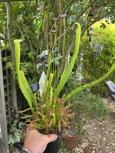 Sarracenia rubra ssp gulfensis - sarracenia,