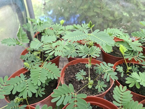 Live mimosa pudica plant - pudica,