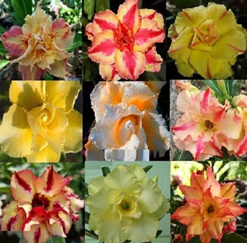 100 yellow mix desert - x, mix,