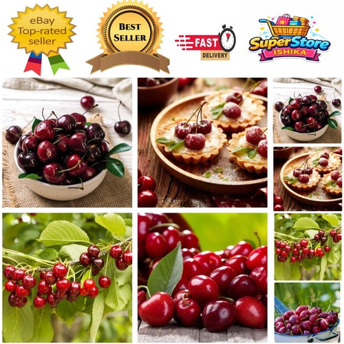 High yielding potted - high, cherry