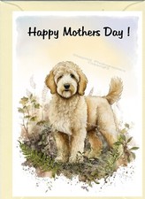 Golden Doodle / Labradoodle