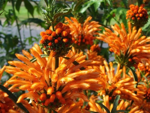 Leionitis li0ns paw - leionitis, paw,dagga