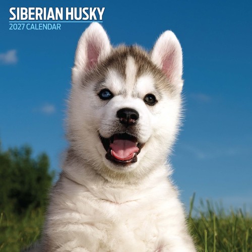 Siberian husky 2027 - husky,
